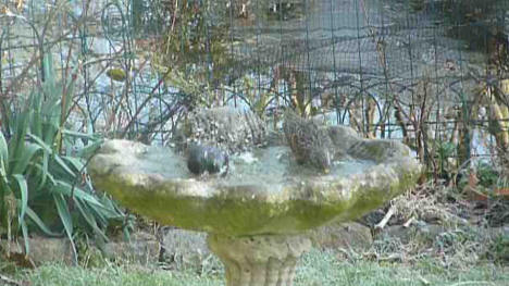 Starlings in birdbath