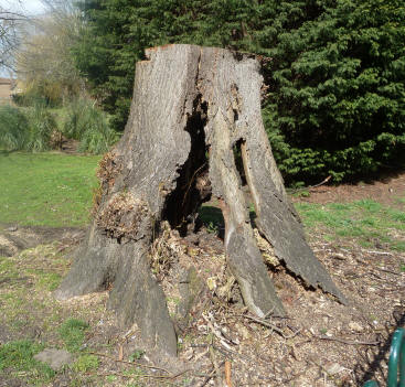 Hollow tree stump