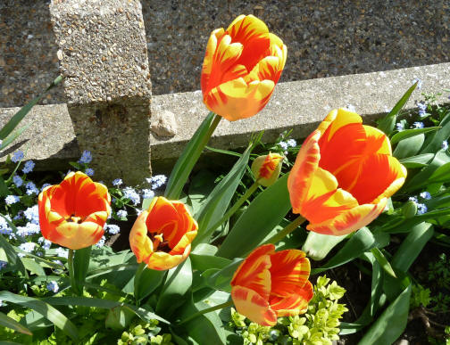 Parrot tulips