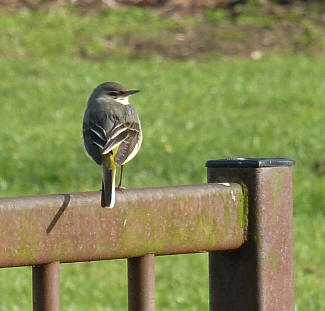 Yellow wagtail