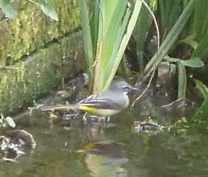 Yellow wagtail