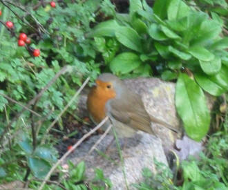 Robin