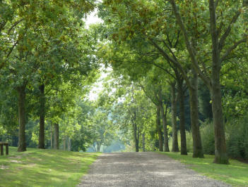 Danson Park woodland