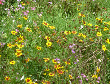 Danson Park wildflowers