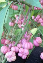 Spindle Tree berries