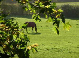 Fields