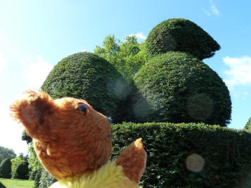 Hall Place peacock topiary