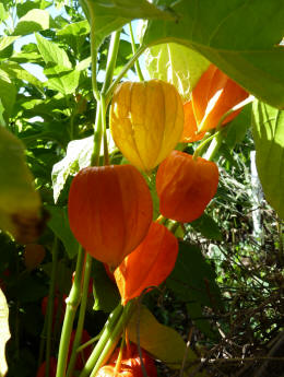 Hall Place Chinese lantern plants