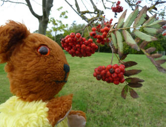 Mountain ash tree berries