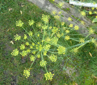 Flower head