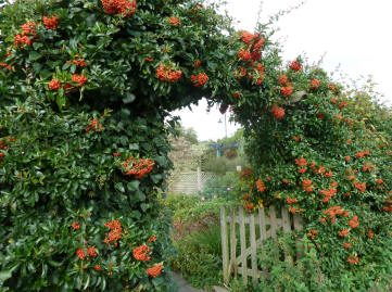 Hall Place pyracantha
