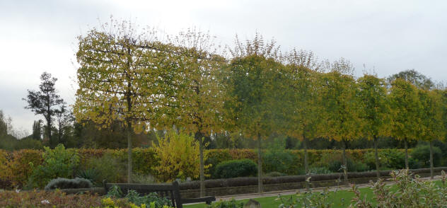 Hall Place pleached trees