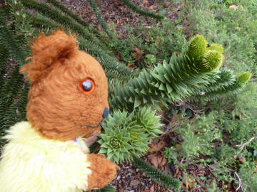 Hall Place monkey puzzle tree closeup