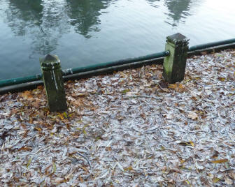 Frosty leaves