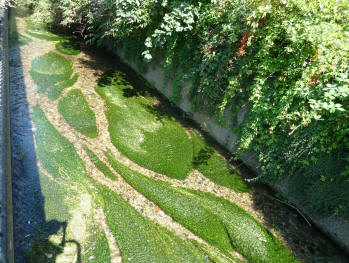 Braided river weed