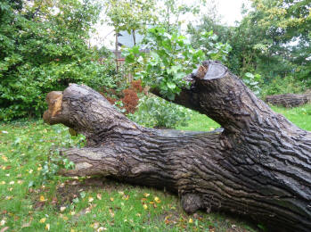 Felled tree