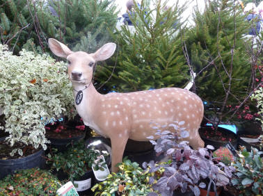 Model deer