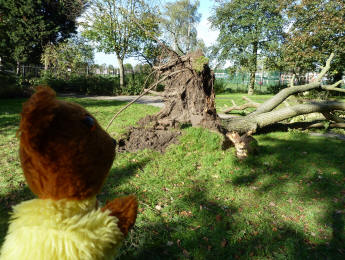 Tree blown over