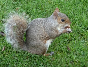 Squirrel eating chocolate biscuit bar
