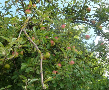 Apple tree