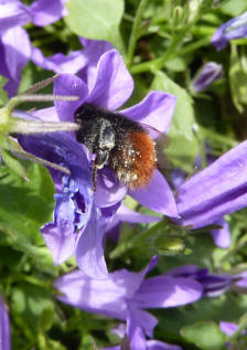 Bee on campanula