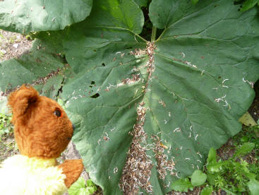 Huge leaf