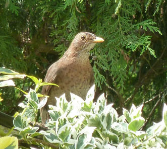 Young blackbird