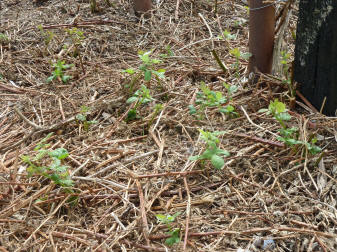 Brambles regrowing