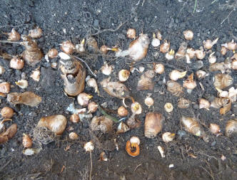 Planted daffodil and crocus bulbs