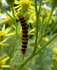 Cinnabar moth caterpillar