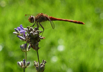 Dragonfly