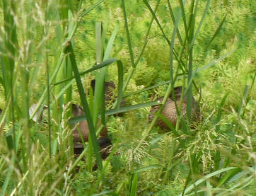 Ducks in grass