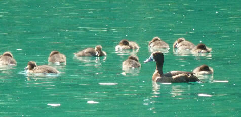 Tufted ducks