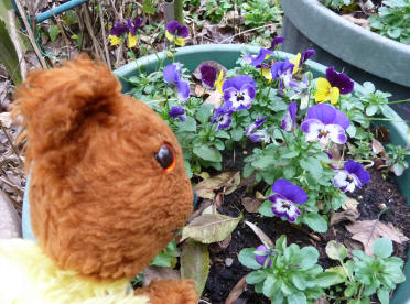 Winter pansies