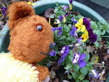 Pansies