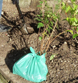 Planting the fuchsia bush