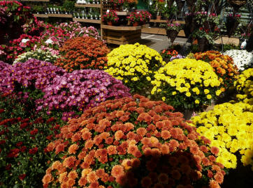 Garden centre flowers