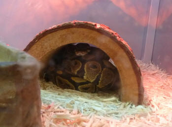 Snake asleep