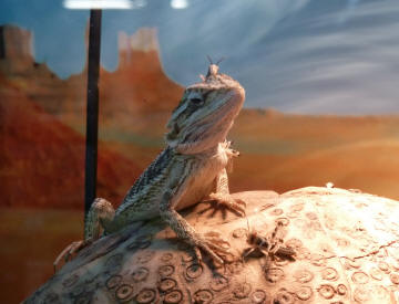 Bearded Dragon with locusts