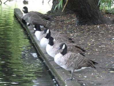 Geese