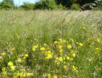 Waving grasses