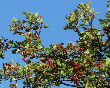 Hawthorn berries