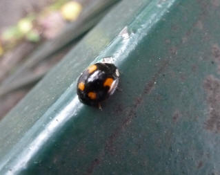 Ladybird