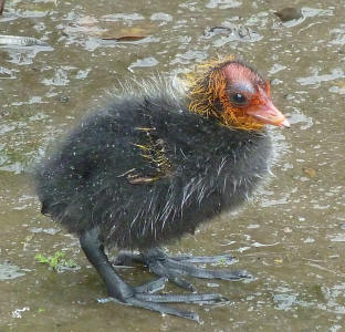 Moorhen chick