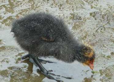 Moorhen chick