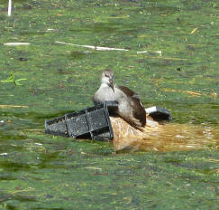 Coot chick