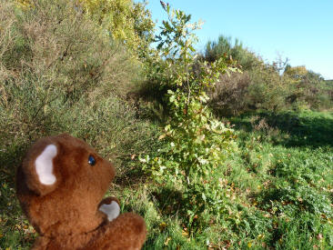 Young oak tree