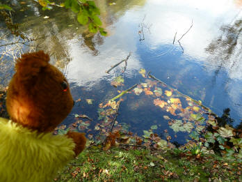 Park leaves in pond