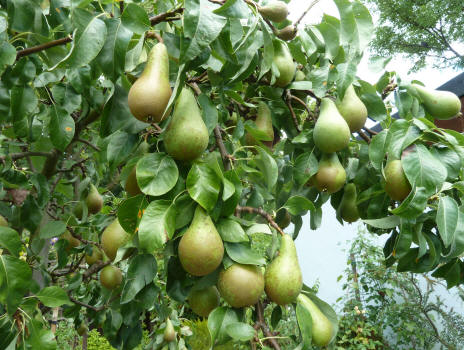 Conference pears