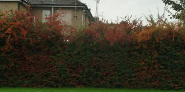 Pyracantha hedge